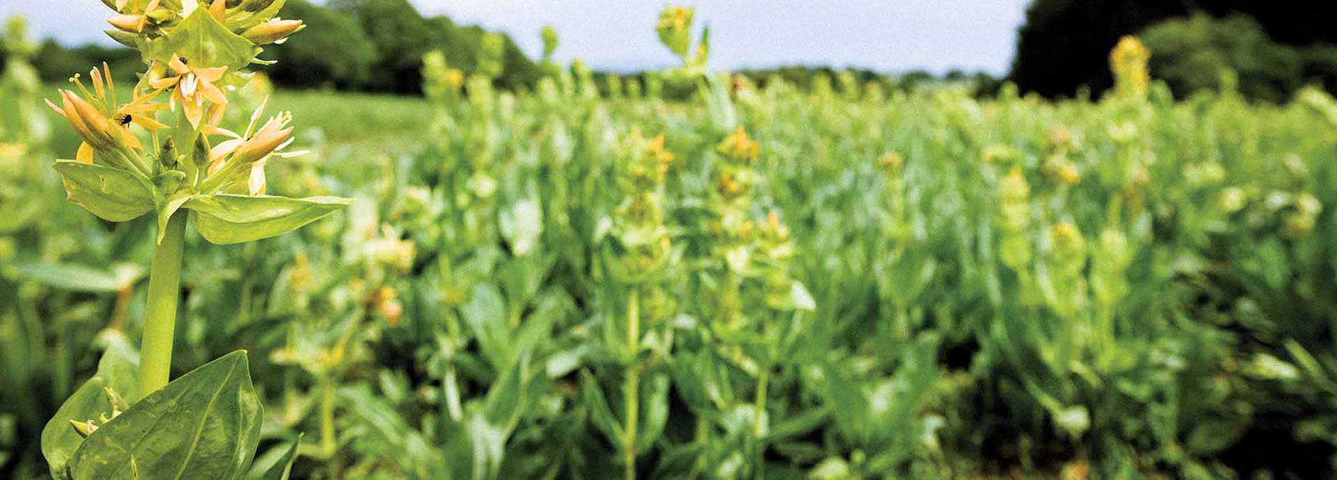 Champ de gentianes